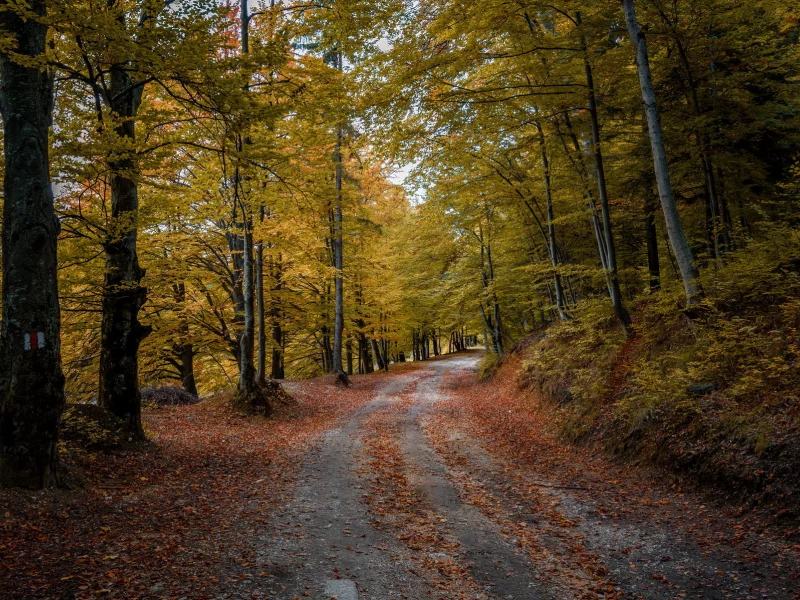 дорога, лес, осень