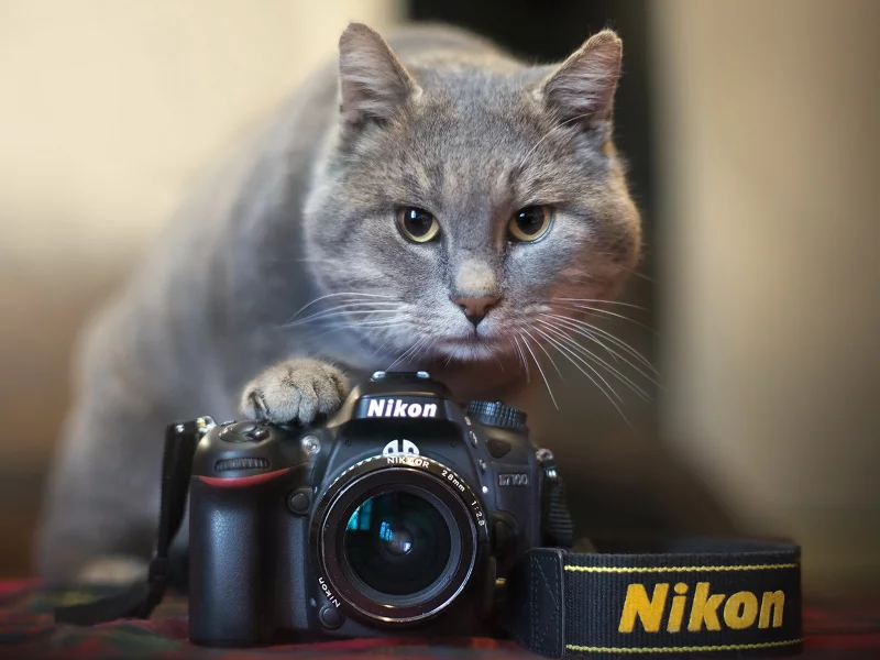 фото, кот