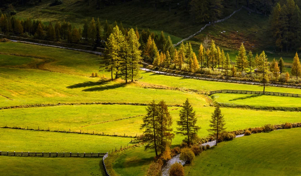 Fields, Grass, Trees, поля, деревья, лето