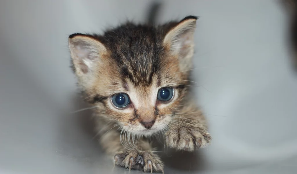 котенок, когти, труба, ползет