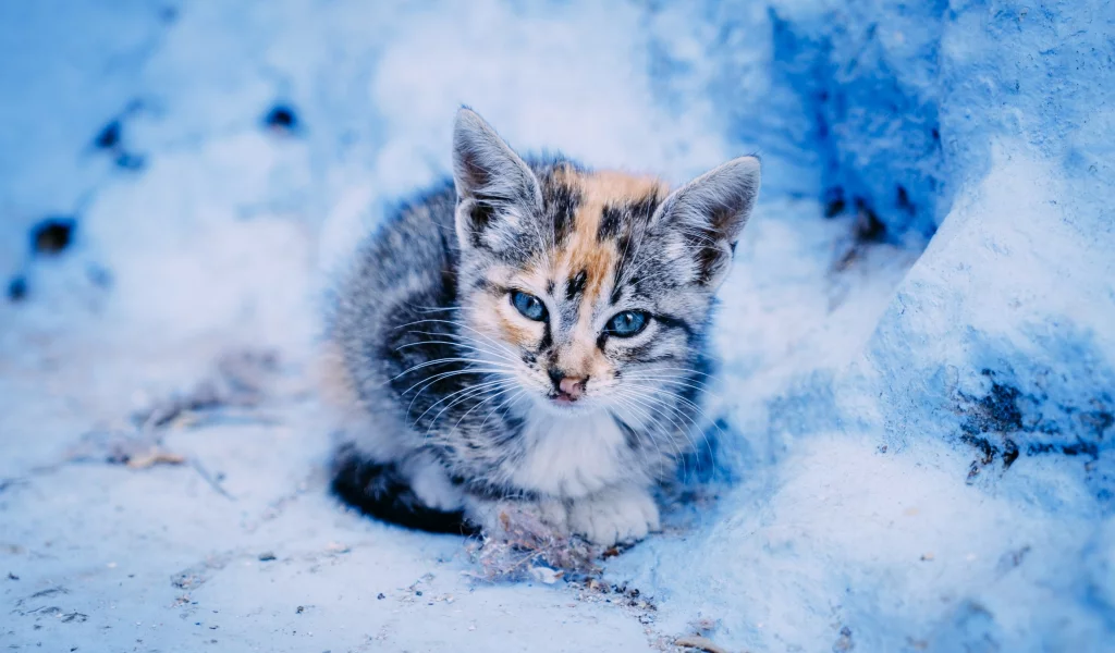 котёнок, малыш, взгляд