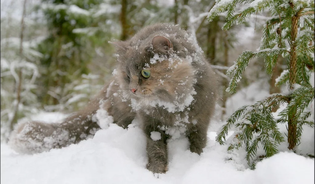 кот, зима, снег, ель