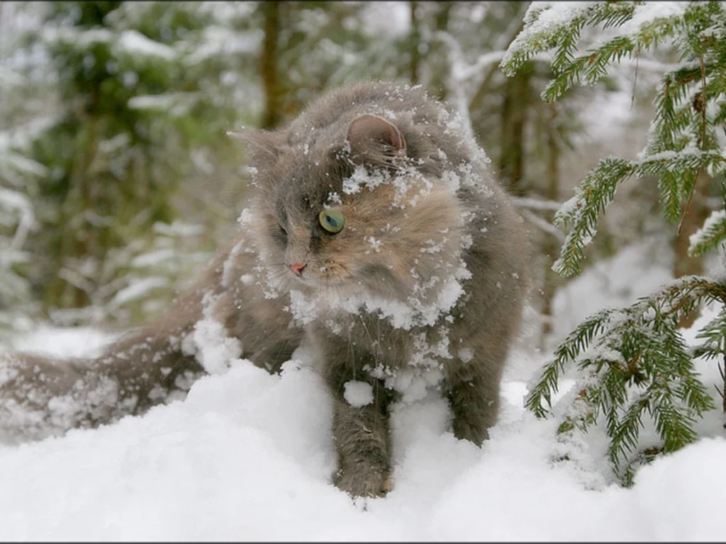 кот, зима, снег, ель