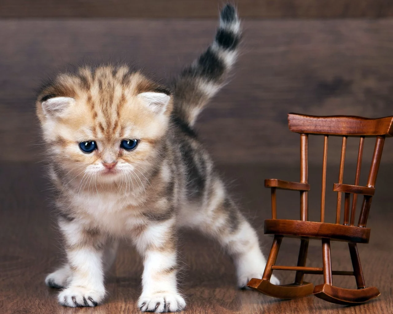 котёнок, шотланский, вислоухий
