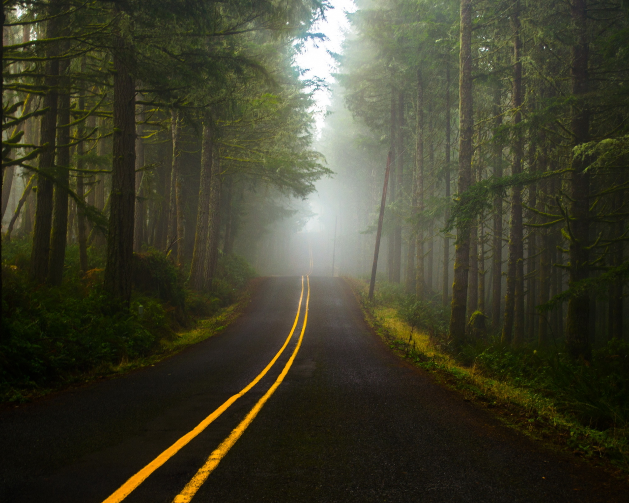туман, дорога, лес