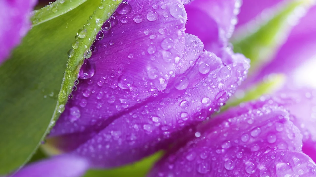 tulips, flowers, beauty, фиолетовые, листья, violet, цветы, тюльпаны