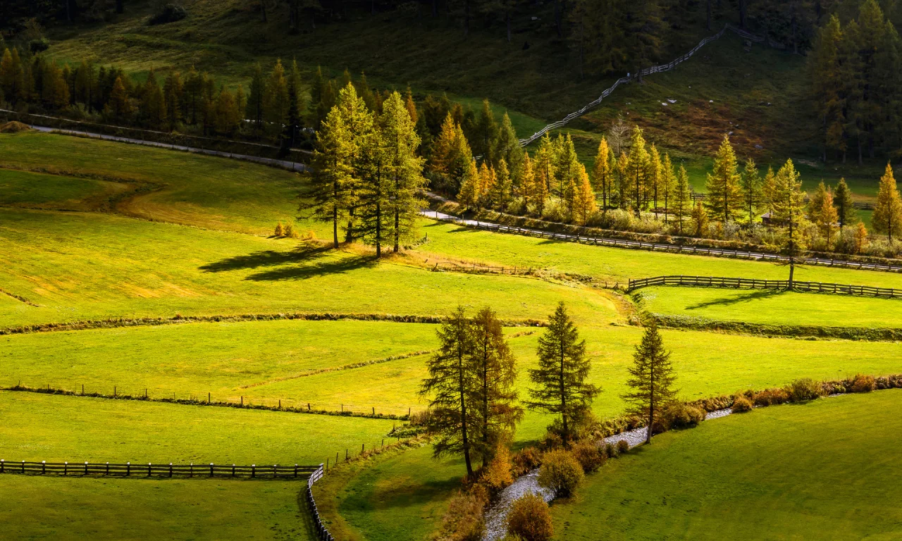 Fields, Grass, Trees, поля, деревья, лето