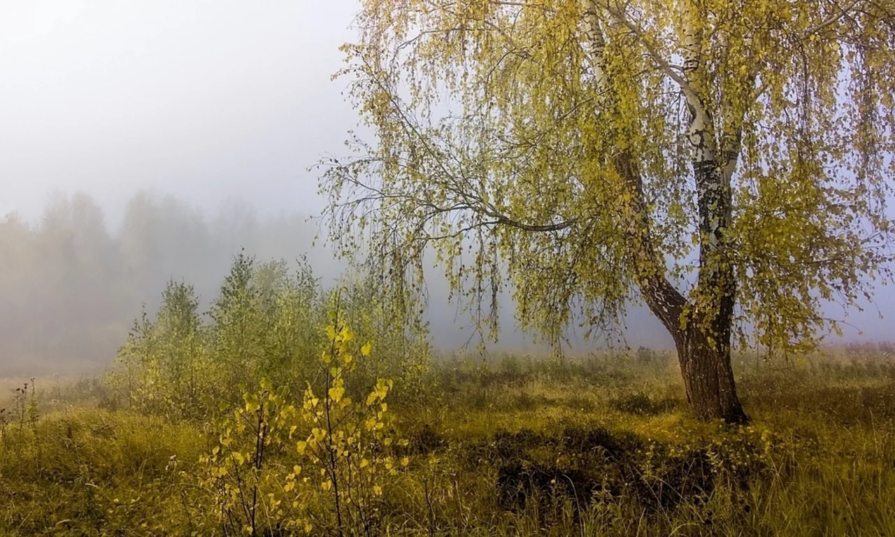 осень, туман