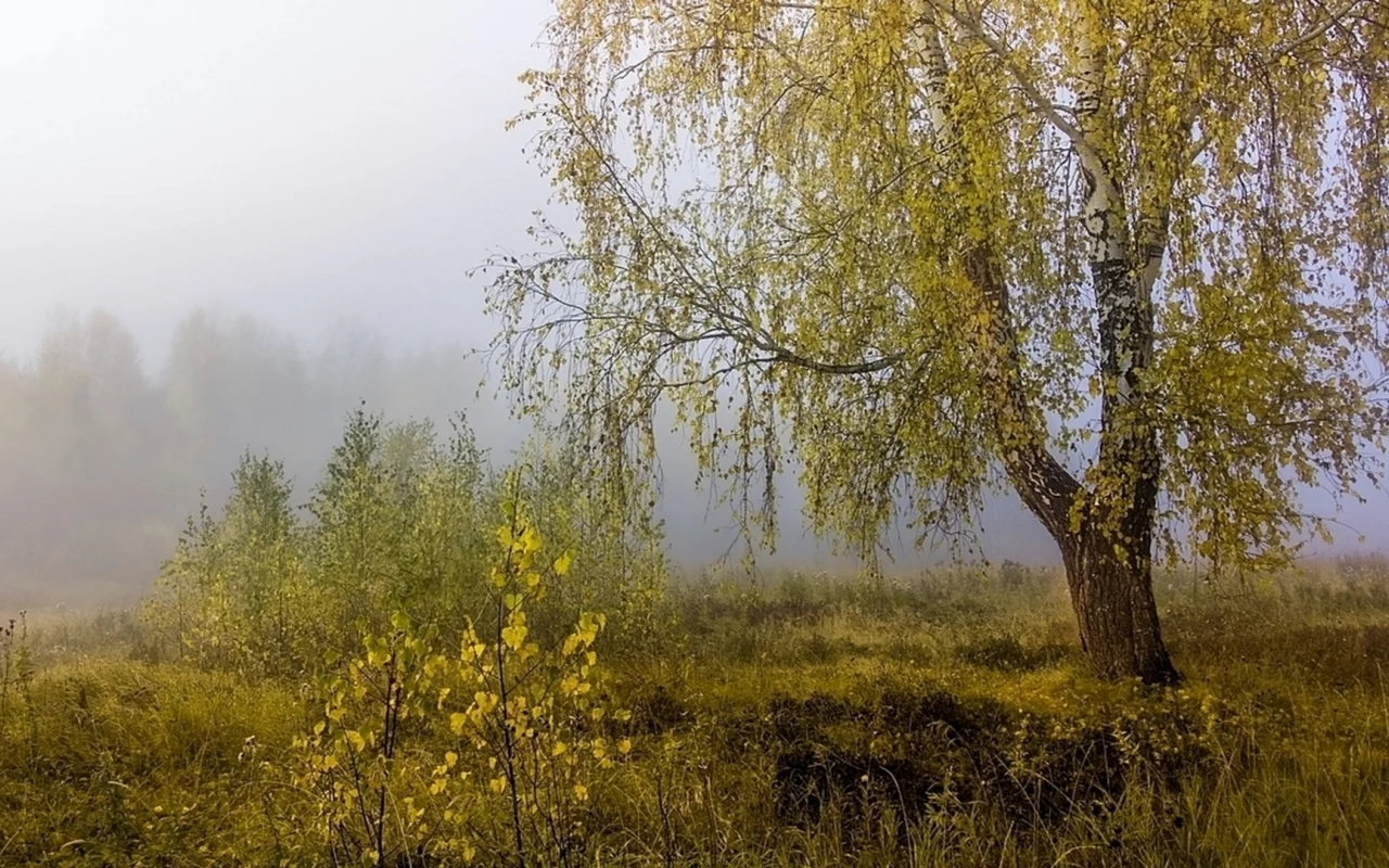 осень, туман