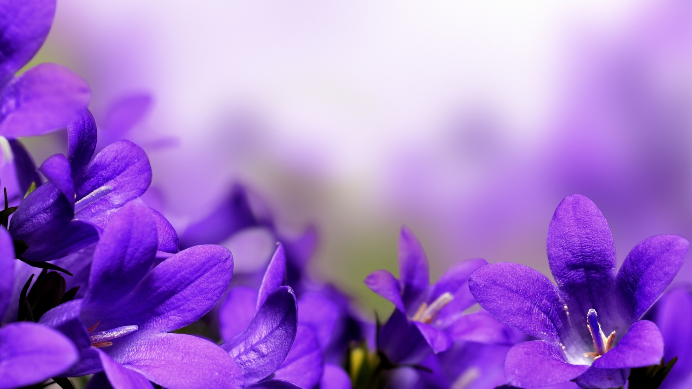 цветы, фиолетовый, фон
