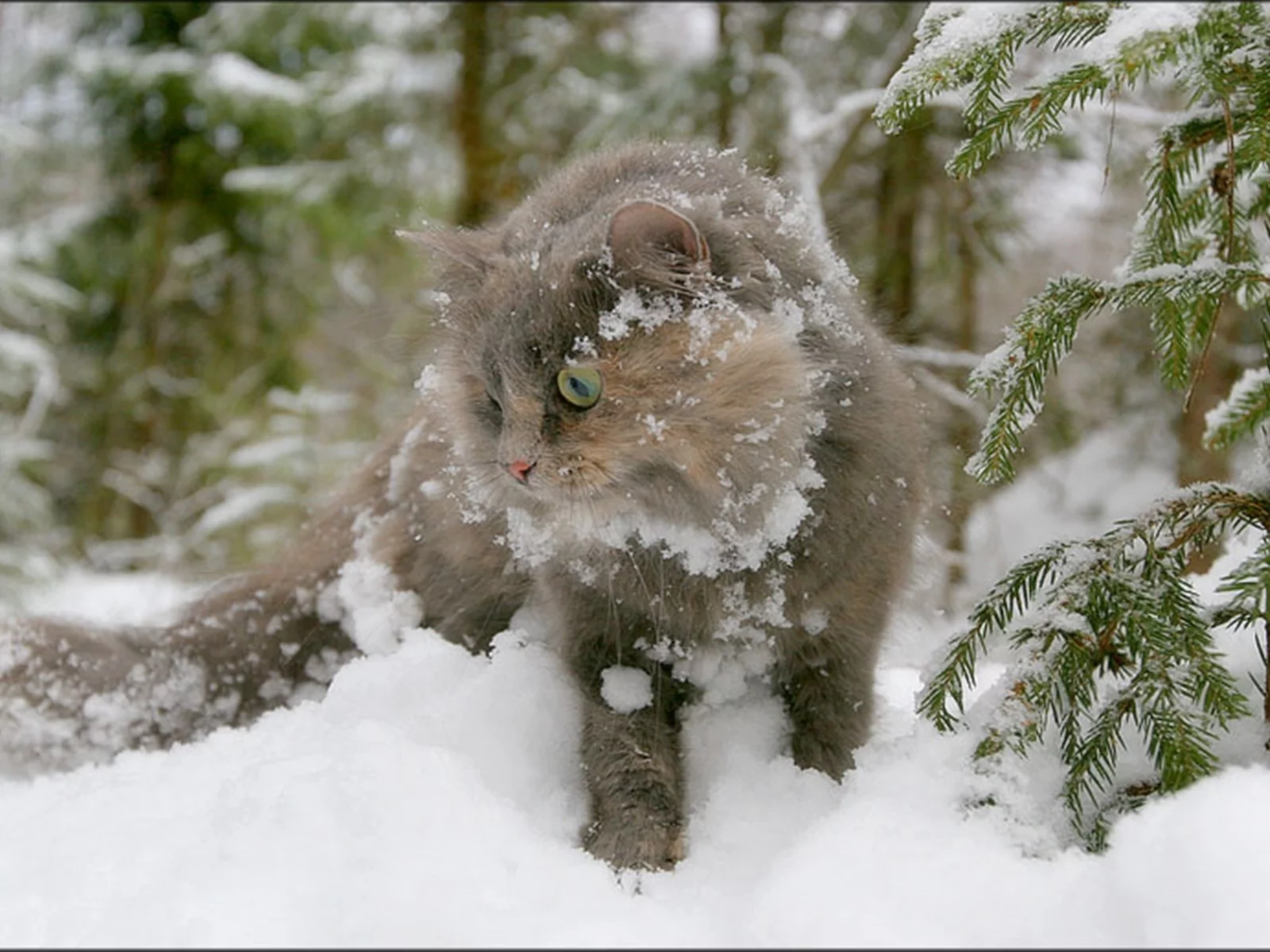 кот, зима, снег, ель