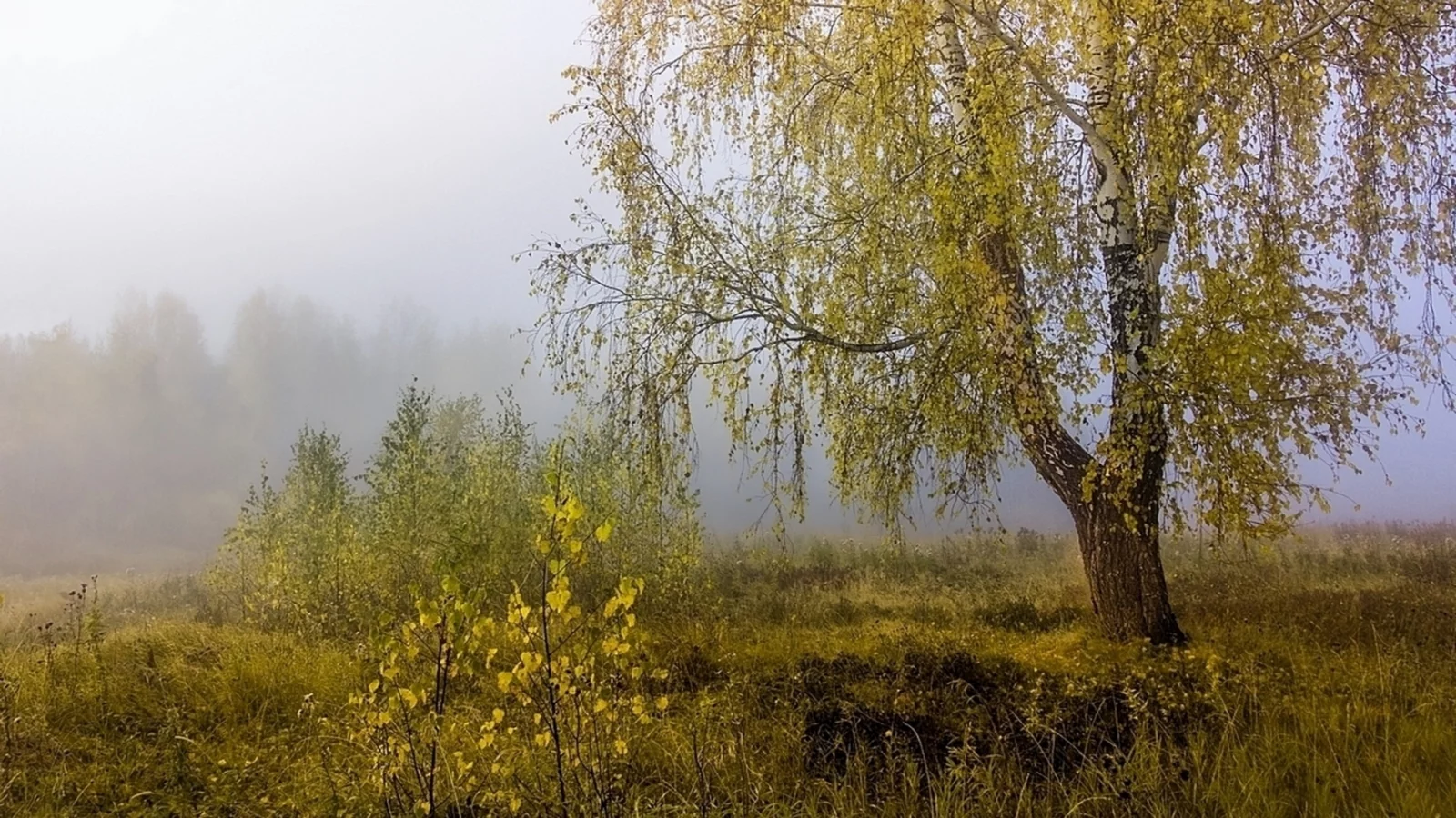 осень, туман