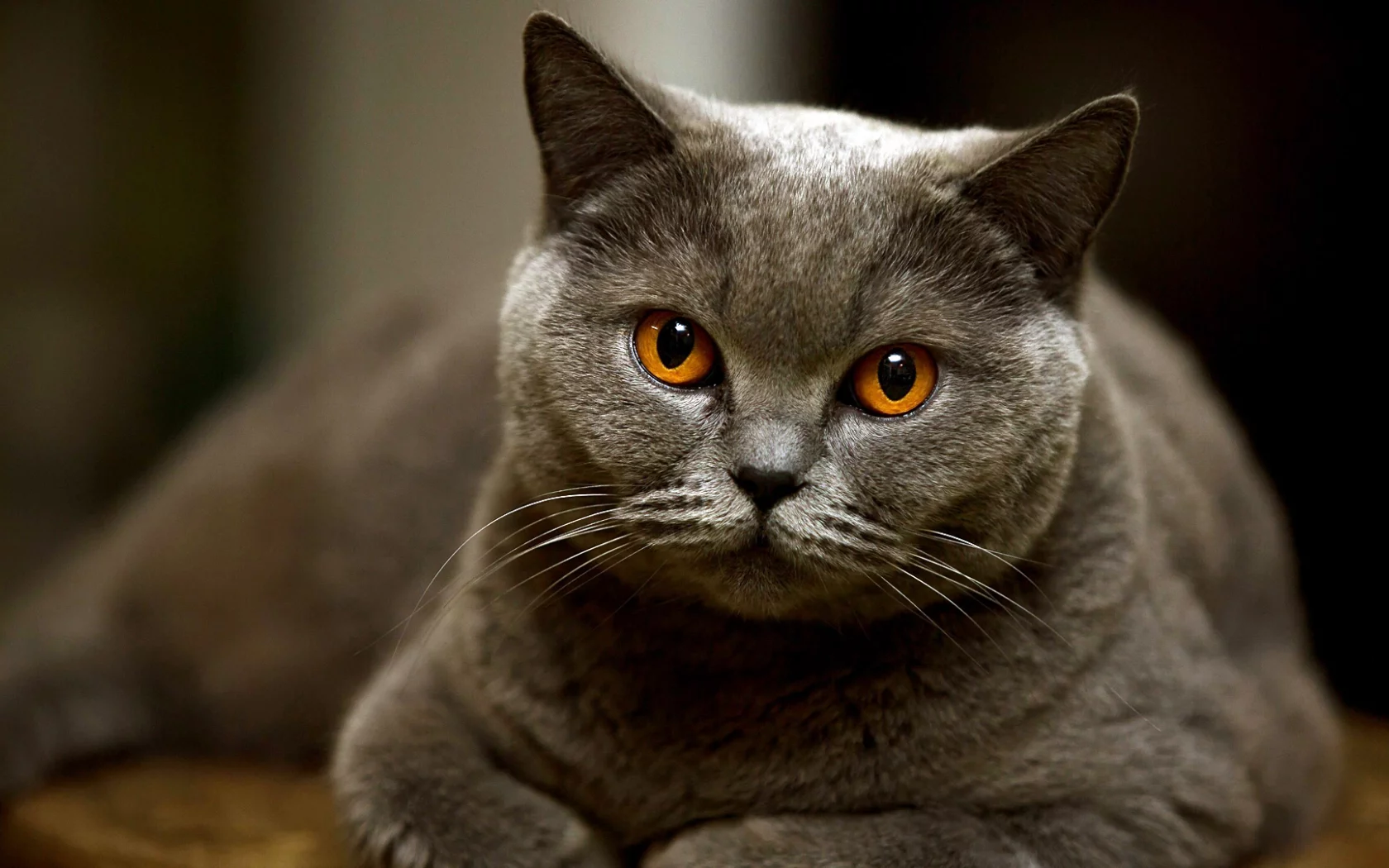 кот, котище, глаза