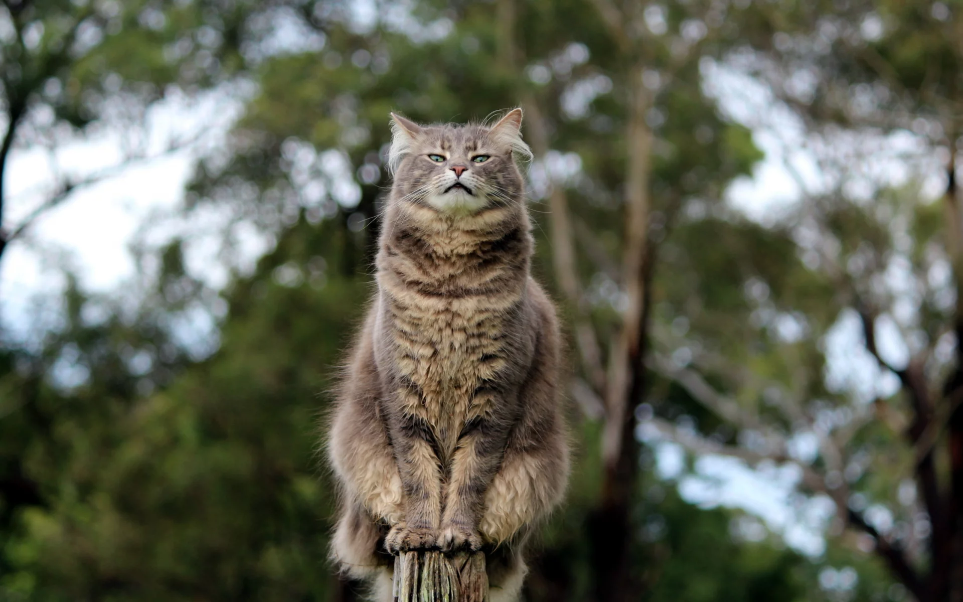кошка, взгляд, поза