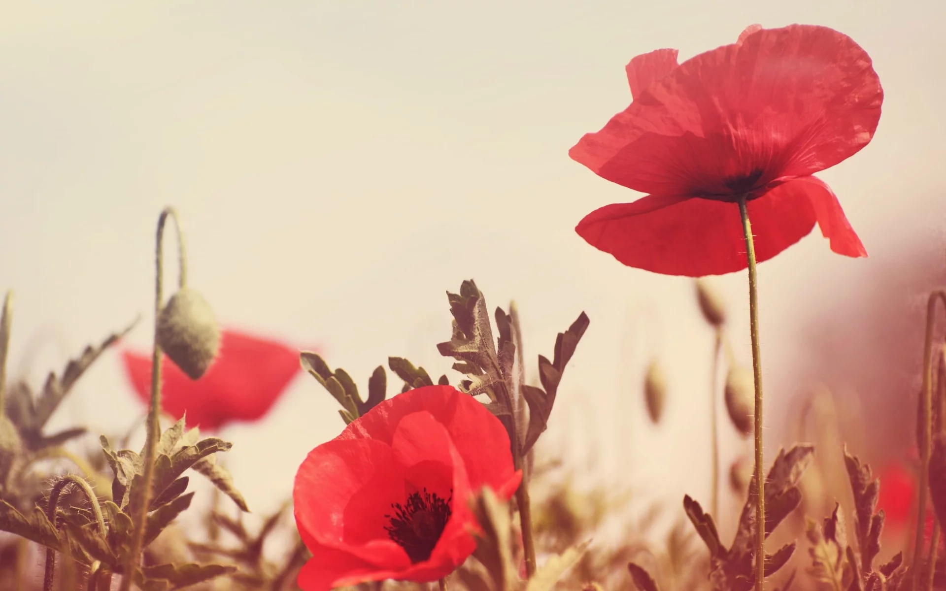 красный, flowers, цветочки, поле, фон, цветы, зелень, мак