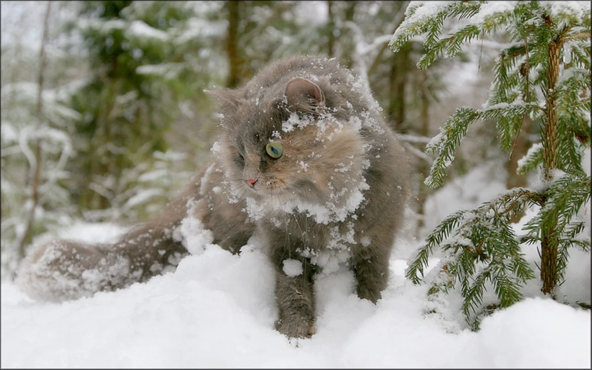 кот, зима, снег, ель