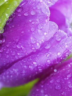 tulips, flowers, beauty, фиолетовые, листья, violet, цветы, тюльпаны