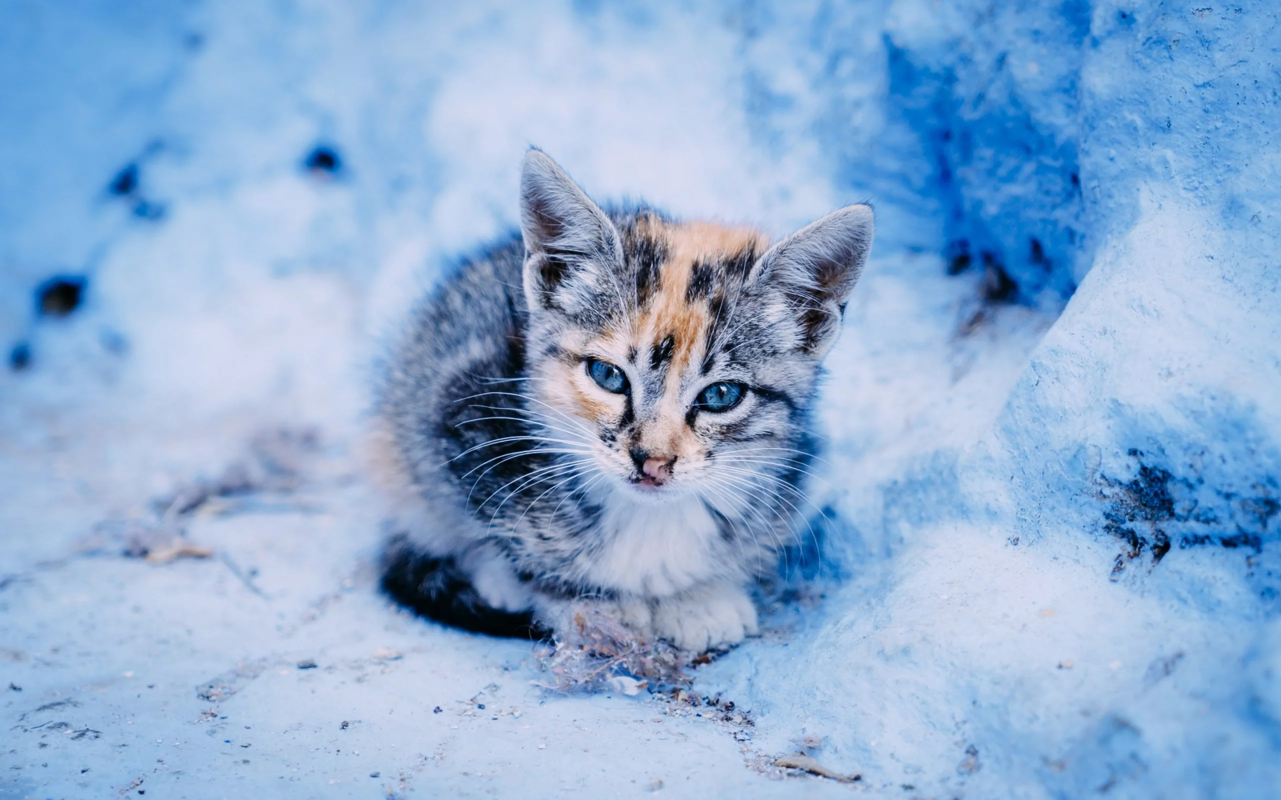 котёнок, малыш, взгляд