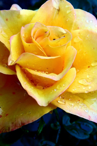 роза, жёлтая, капли
