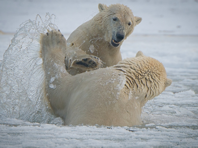 Arctic National Wildlife Refuge, Alaska, Национальный Арктический заповедник, Аляска, белые медведи, медведи, спарринг, брызги