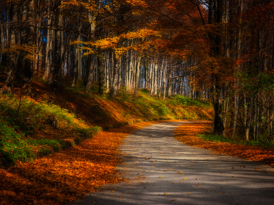 осень, лес, деревья, листья, дорога, трава, солнце, лучи, пейзаж, природа