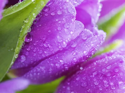 tulips, flowers, beauty, фиолетовые, листья, violet, цветы, тюльпаны