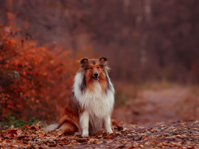 собака, колли, осень, листья, сидит