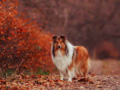 осень, листья, собака, колли