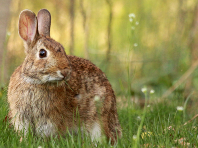 кролик, грызуны, поляна, цветы, ромашки, трава, лето, серый, животные, мило