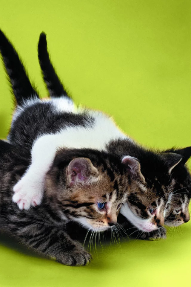 котята, трое, друзья