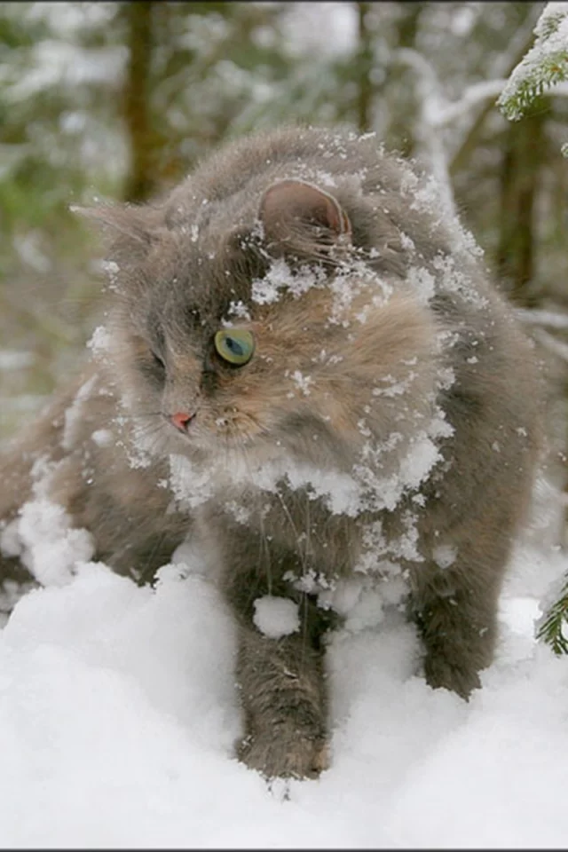кот, зима, снег, ель