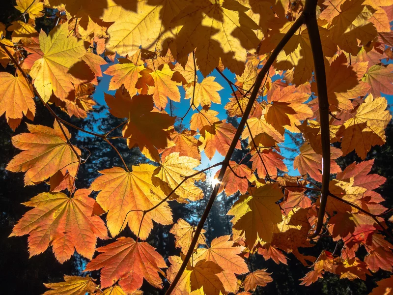 Autumn, Foliage, sun, листва, осень, солнце