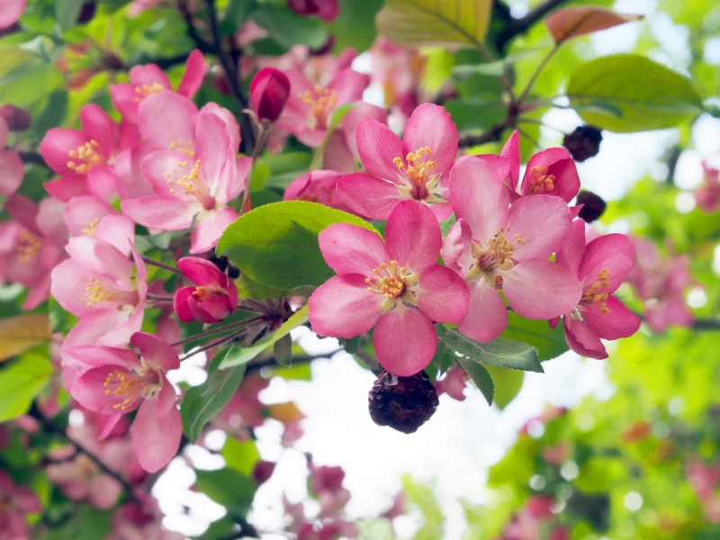 Flowering, trees, яблоня, цветущие деревья