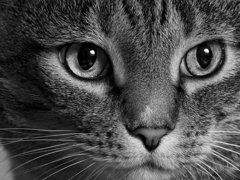 кот, кошка, морда, взгляд, монохром, чёрно-белая