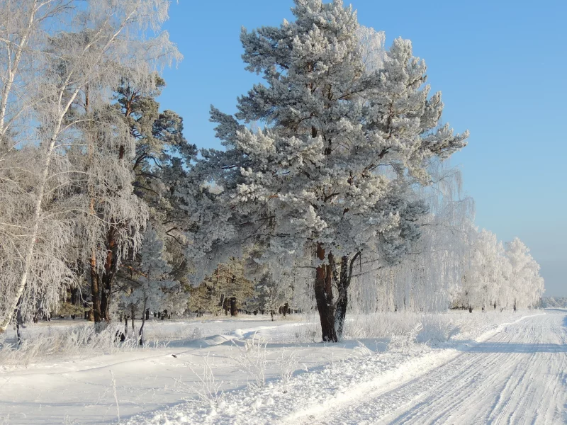 дорога, деревья, природа, снег, иней, зима