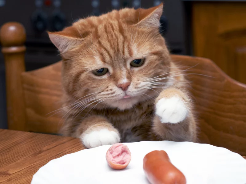 кот, рыжий, обедает