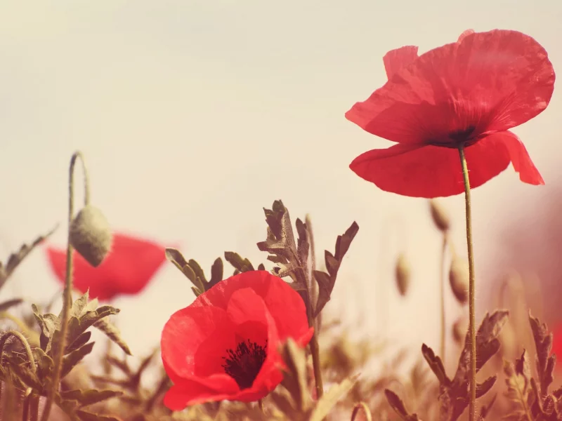 красный, flowers, цветочки, поле, фон, цветы, зелень, мак