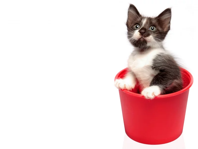 кошки, котенок, черно-белый, ведро, красное, сидит, белый фон