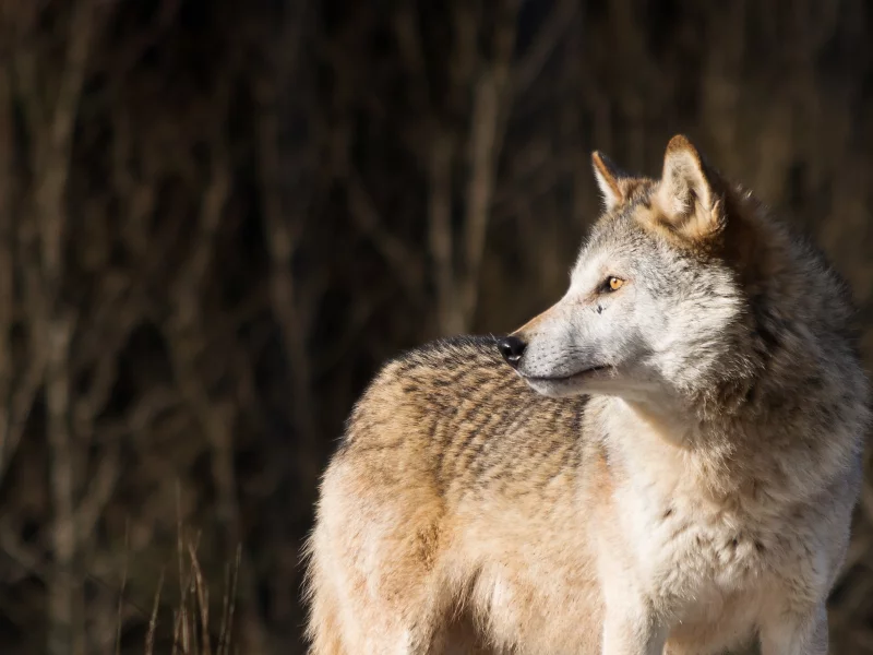 волк, wolf, хищник, взгляд