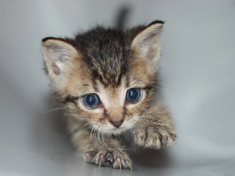 котенок, когти, труба, ползет