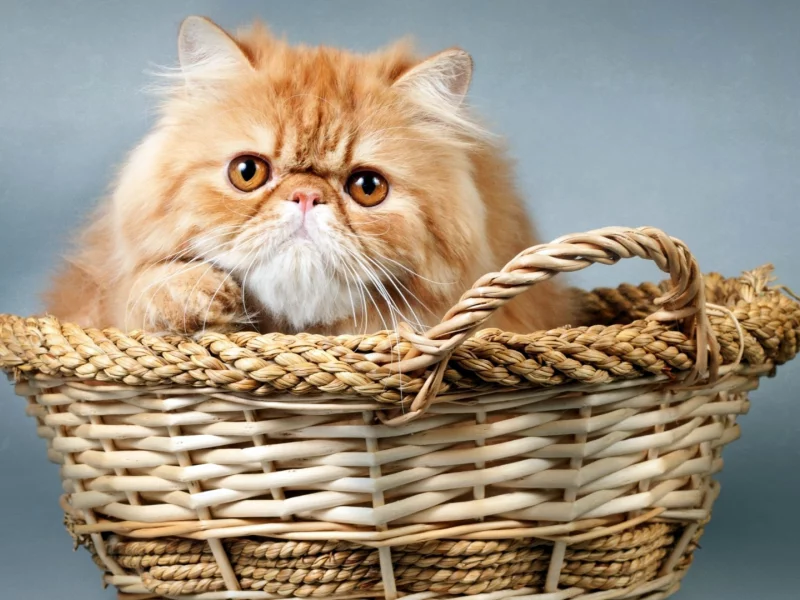 кот, рыжий, корзинка