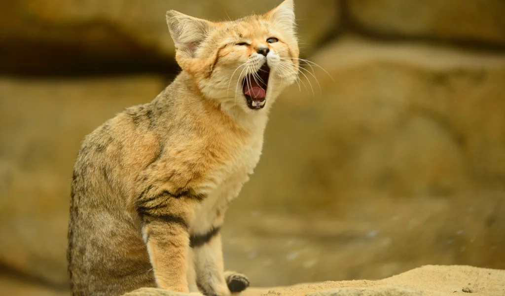 язык, песчаный кот, кошка, взгляд, барханная кошка