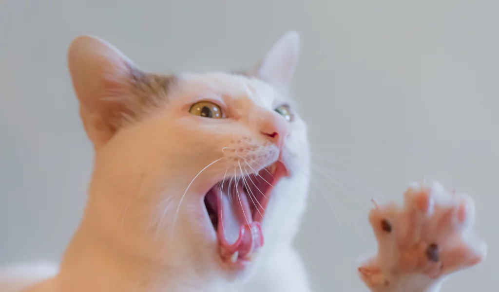 киса, коте, взгляд, усы, ушки