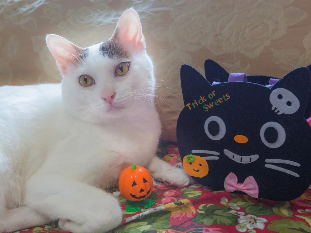 киса, коте, кот, кошка, взгляд, ушки, фон