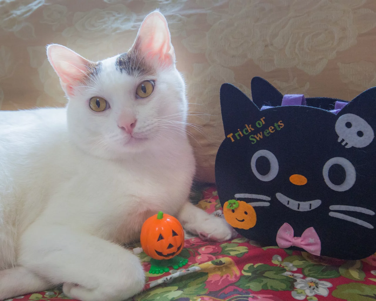 киса, коте, кот, кошка, взгляд, ушки, фон