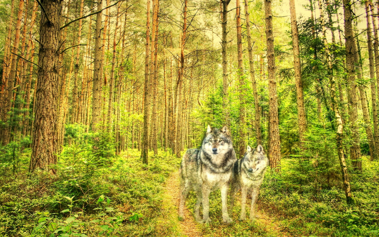 Лес, стиль, текстура, волки, природа, деревья