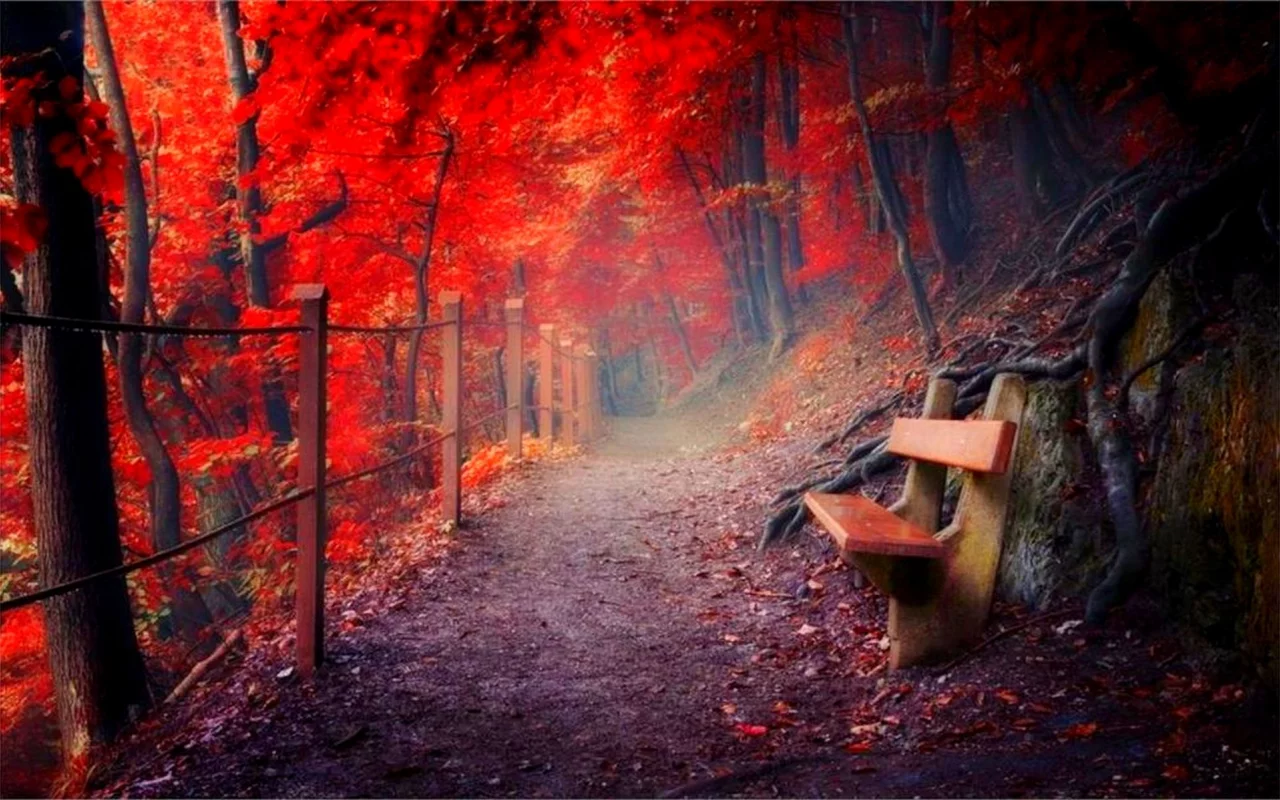 лес, тропинка, скамейка