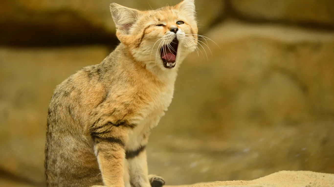 язык, песчаный кот, кошка, взгляд, барханная кошка