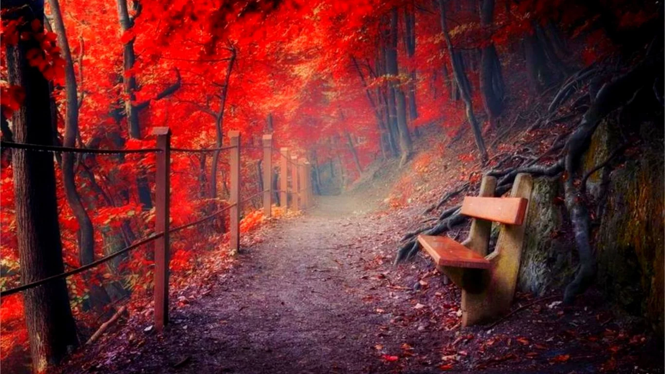 лес, тропинка, скамейка