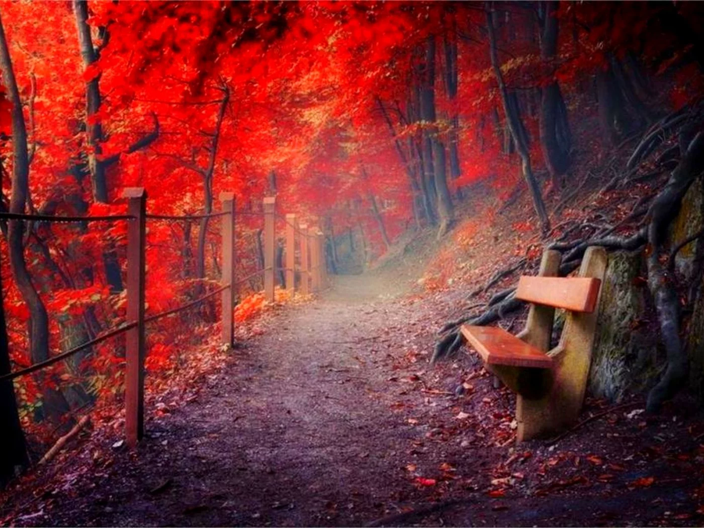 лес, тропинка, скамейка